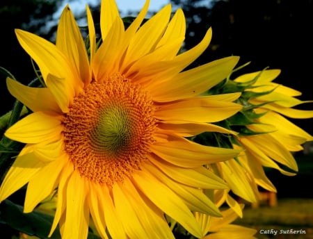 Sunflower Evening - sunflower, autumn, sun, summer, field, nature, fall, flower, happy