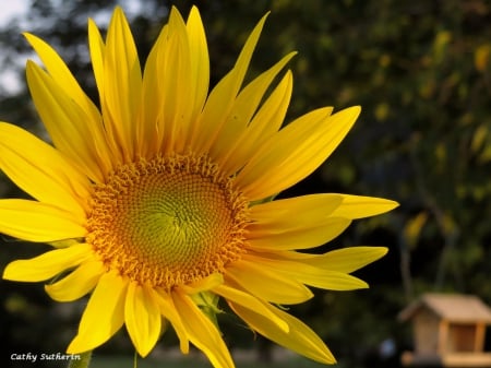 Evening Bright and Sunny - summer, flower, fall, sun, sunflower, birdhouse, field, blooms, nature, autumn