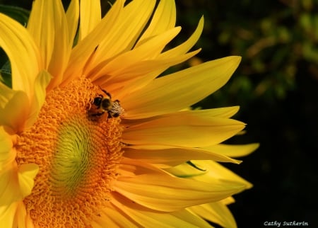 Beeutiful Sunflower - flower, fall, bloom, field, bee, nature, sunflower, autumn