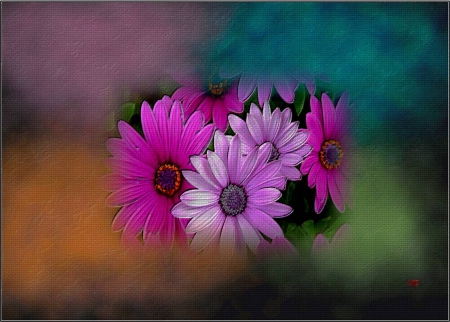 Flores&colores - flores, color, pasion, vista