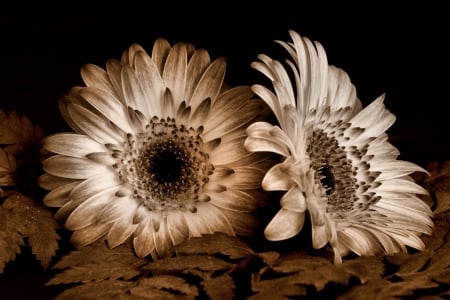 * - flowers, sepia, flower, antique