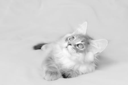 Cat - white, cat, animals, kitten