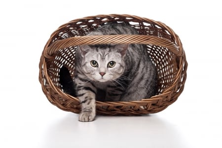 Cat in basket - animal, basket, cat, cats