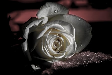 Silence - white, macro, rose, flower