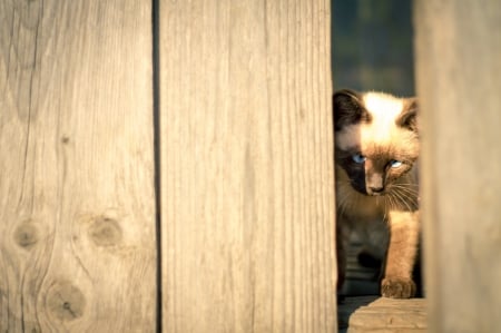 Cat - paws, face, pretty, cute, animals, beautiful, cat, sleeping, kitty, cats, kitten, hat, lovely, cat face