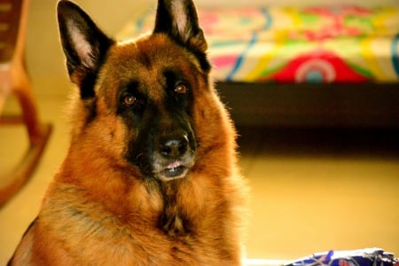 German shepherd - pretty, puppys, beautiful, dog, lovely, sweet, animal, dogs, cute, puppy, animals