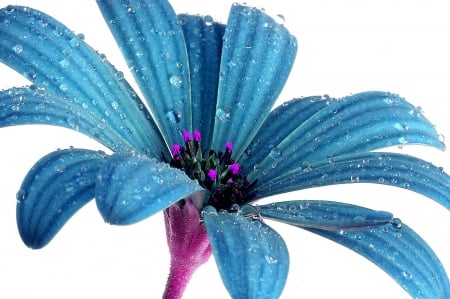 Blue Fantasy - fantasy, blue, flower, drops