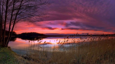 beautiful evening - shore, sunset, evening, weeds, lake, tree