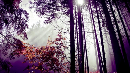 misty forest sunshine - rays, sunshine, purple, forest, mist