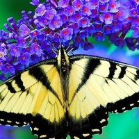 Butterfly On Purple Flowers