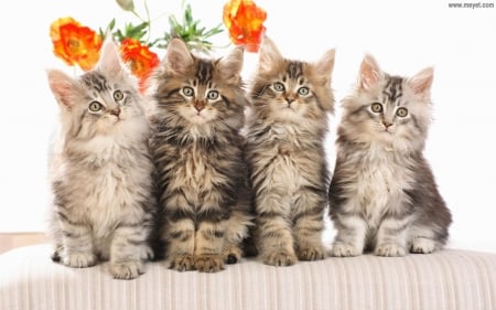 Sweet Kitties - Fluffy, Kitties, Flowers, Cats