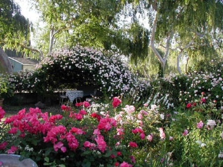 table under roses - roses, table, nature, garden