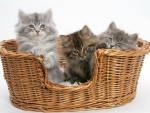 kitten*s basket