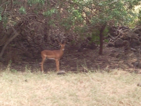 Deer - grass, nature, tree, deer