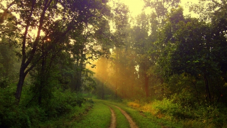 forest tracks in morning fog - path, tracks, fog, morning, forest