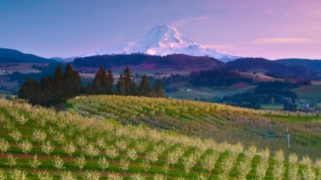 majestic mountain over rural hills - hills, fields, trees, mountain, snow