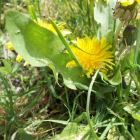 flower in the grass