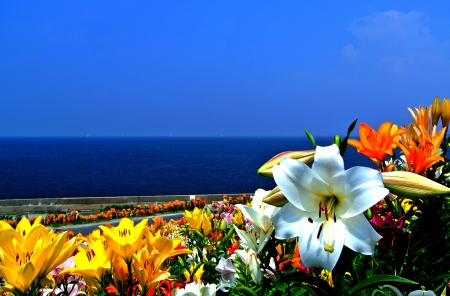 SUMMER BLOSSOMS - blossoms, lilies, nature, sea, seaside