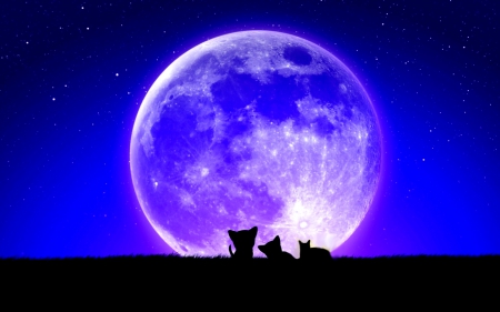 MOON WATCHERS - moon, watchers, silhouette, kittens