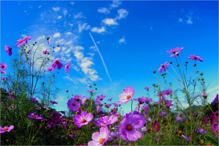 WILD FLOWERS - flowers, nature, summer, field, wild