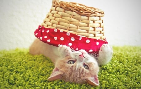 Kitten - animal, basket, cat, cats