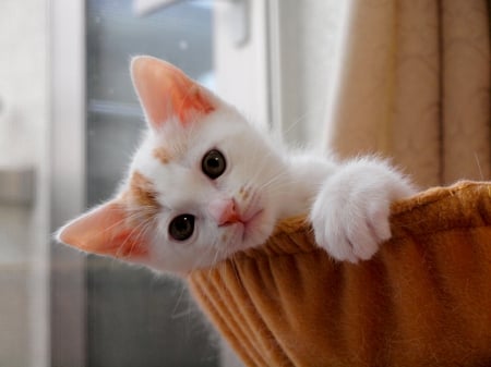 RELAXING KITTY - adorable, cat, pet, basket, kitten