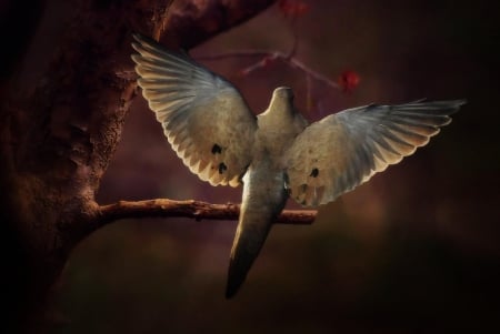 Dove - white, dove, flight, fantasy, bird