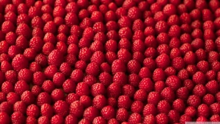 Raspberries - abstract, summer, photography, food, berry, HD, berries, eat, red, raspberry, fruits, wallpaper