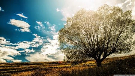 Lonely tree in the field - sky, sunshine, sun, field, shine, clouds, tree, grass, scene, landscape, sunlight, light, wallpaper, summer, hd, nature, lonely