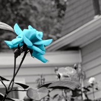 Cyan Rose