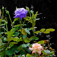 Purple Rose