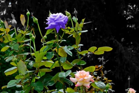 Purple Rose - summer rose, beautiful rose, purple, amazing rose, purple rose