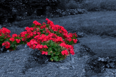 A Splash Of Rosy Red - roses, rose garden, photoshop, red roses, A Splash Of Rosy Red