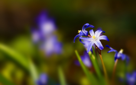 Flowers - flowers, beautiful, nature, gorgeous