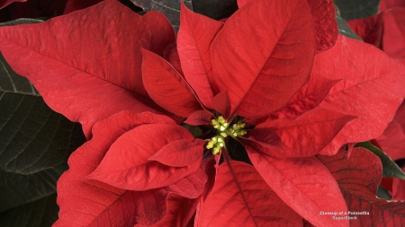 Poinsetta - poinsetta, flowers, christmas, red