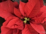 Poinsetta