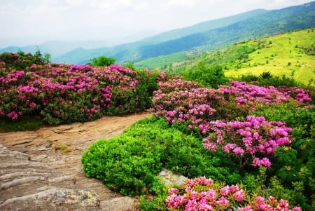 Flowers on the hills - slope, sky, freshness, hills, greenery, summer, path, lovely, mist, nature, mountainscape, pretty, beautiful, flowers, grass