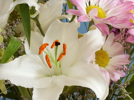 Flower - white, flower, nature, cute