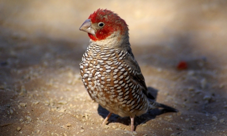 Bird - beautiful, brown, colors, bird