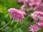 Pink flowers