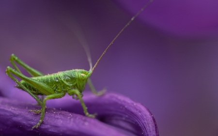 Grasshoper - grasshoper, pink, macro, insect, green