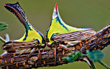 Moths - wings, butterfly, moth, yellow, macro, branch, insect, green