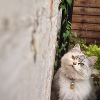 Bells in the garden