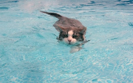 Swimming in the pool - cat, blue, water, animal, summer, funny, pool