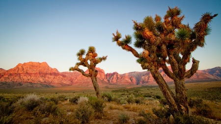 joshua trees  in a beautiful desert - brush, trees, mountains, desert