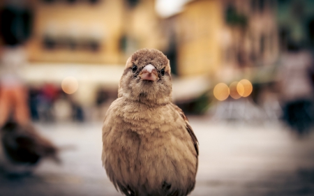 Sparrow - macro, sparrow, bird, photography