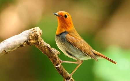 Bird - bird, branch, green, feather, orange