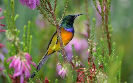 bird - pink, orange, green, feather, bird, flower