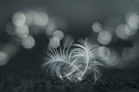 Soft - black and white, reading, feathers, soft