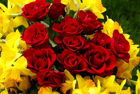 Flower bouquet - narcise, roses, flower, red roses